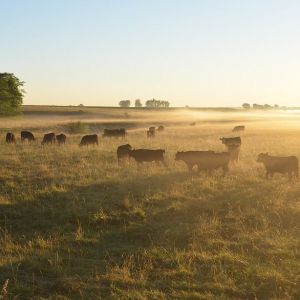 stewardship_crop_523_523